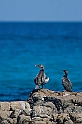 Cormorani a Orosei  (40D_9579_2rid -Kenko 1.4x e Canon 100-400mm)